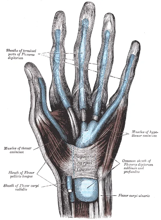 An anatomical drawing of the palm side of a hand, with the tendon sheaths of the wrist and each finger colored blue and labeled.